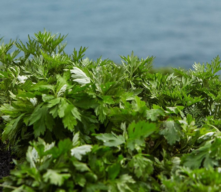 Équilibre apaisant d’Artemisia pur